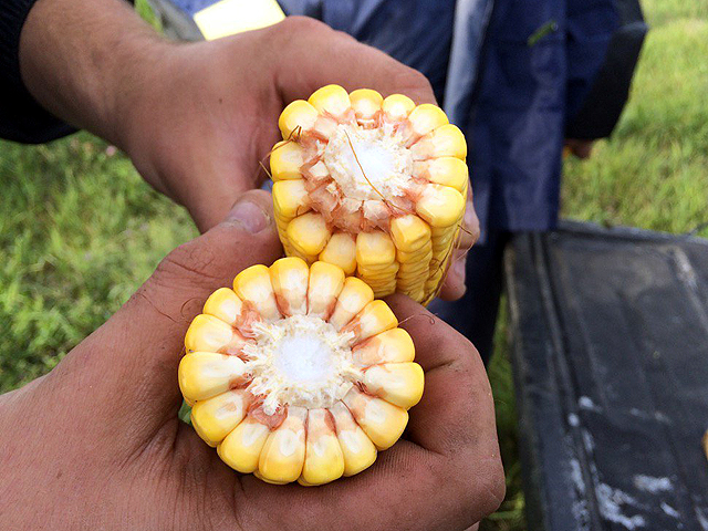 There&#039;s still time to pack some weight into kernels of the 2016 corn crop. However, samples such as this one found today in Minnesota&#039;s Cottonwood County were exhibiting shallower kernel depth than might be desirable. (DTN photo by Pamela Smith)